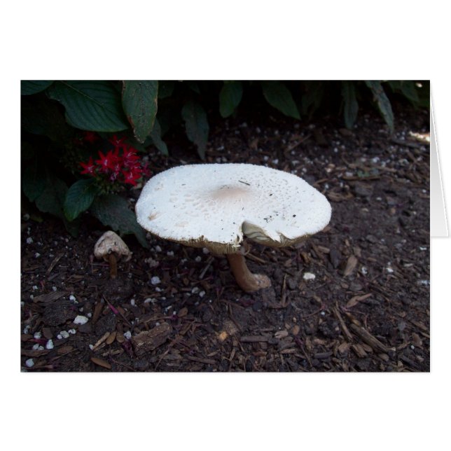 Mushroom (Anverso (Horizontal))