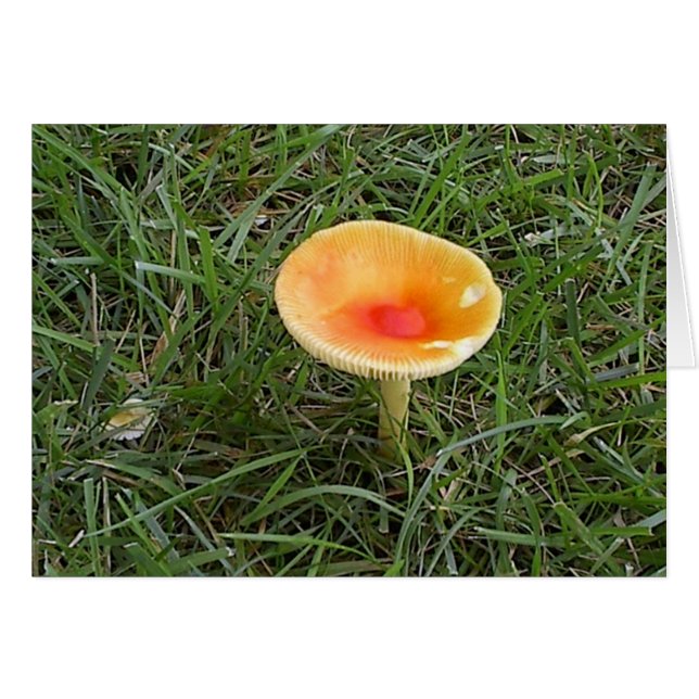 Mushroom2 (Anverso (Horizontal))