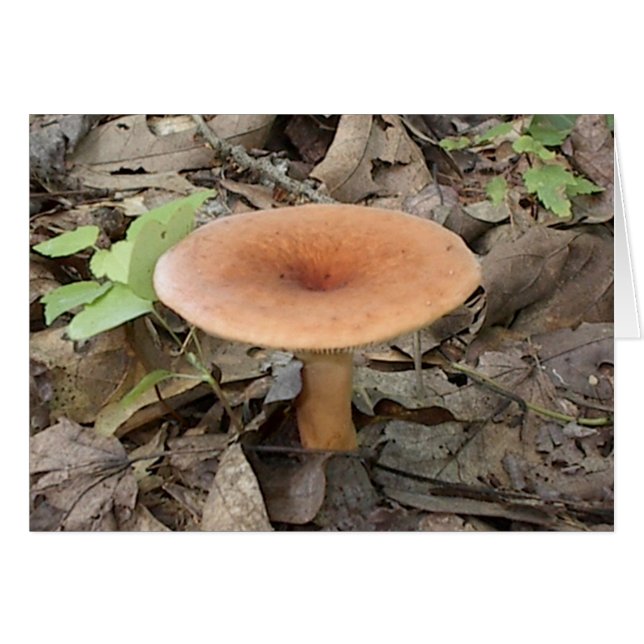 Mushroom9 (Anverso (Horizontal))
