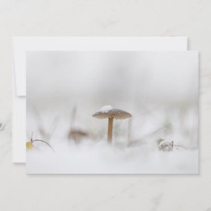 Mushroom con tarjeta de fotografía de la naturalez