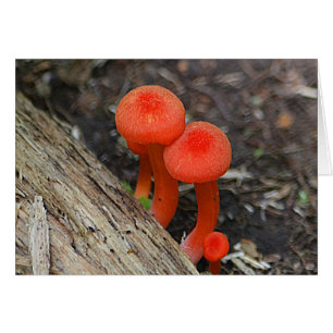 Mushroom Notecard