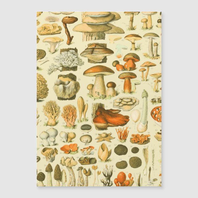 Mushroom Vintage Toadstool Ilustracion antiguo (Anverso)