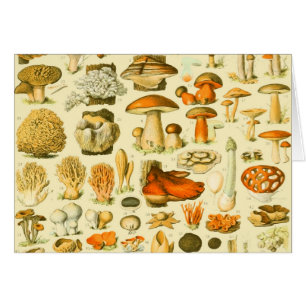 Mushroom Vintage Toadstool Ilustracion antiguo