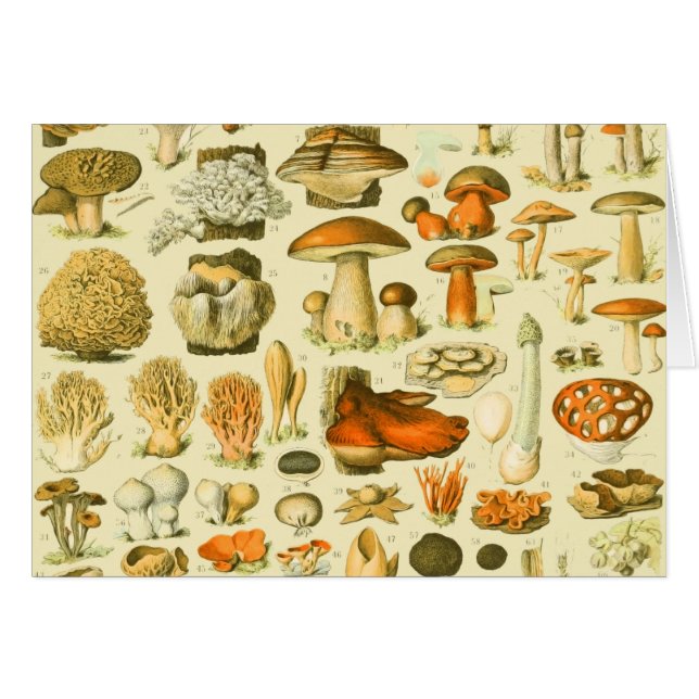 Mushroom Vintage Toadstool Ilustracion antiguo (Anverso (Horizontal))