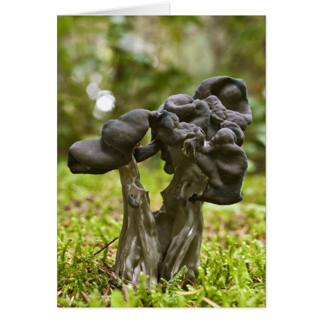 Mushrooms místicos (Frente)