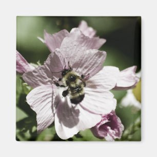 Musk en el imán de la tarde