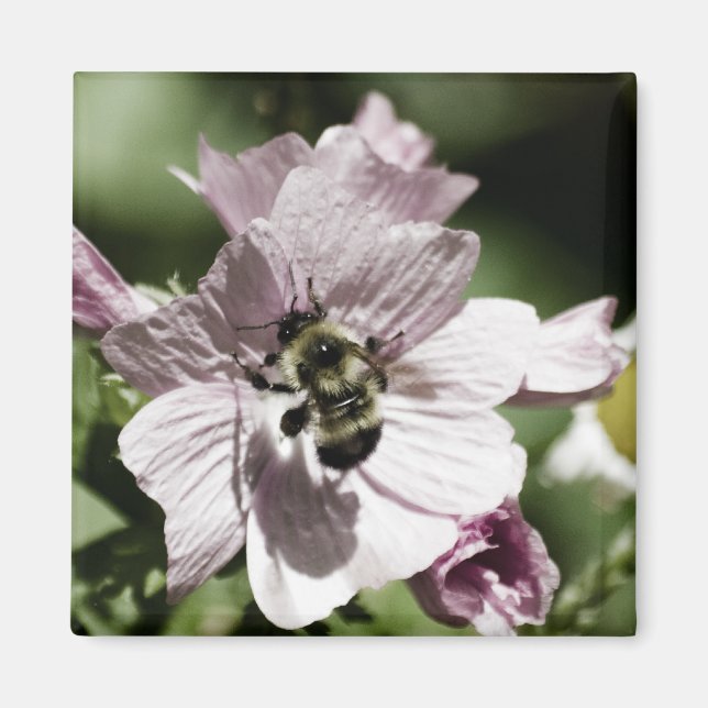 Musk en el imán de la tarde (Frente)