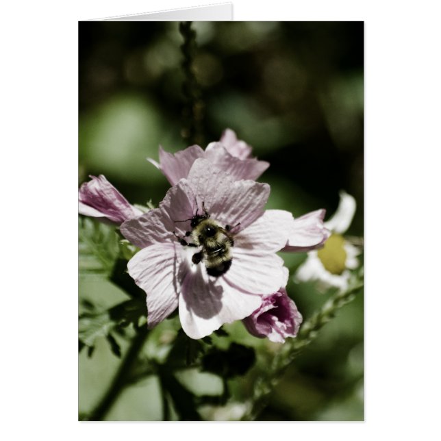 Musk en la tarjeta de la tarde (Frente)