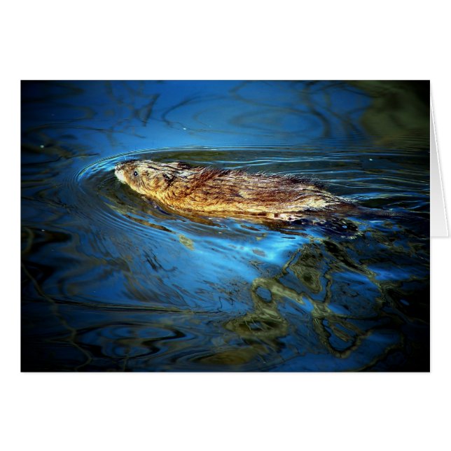 Muskrat (Anverso (Horizontal))