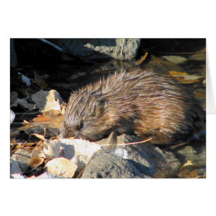 Muskrat en la tierra