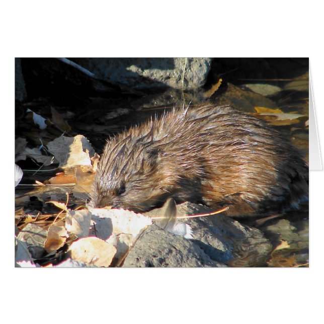 Muskrat en la tierra (Anverso (Horizontal))