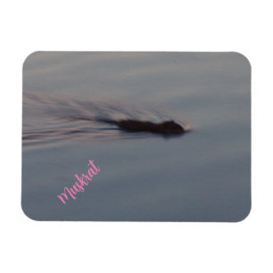 Muskrat en Minnesota imán flexible