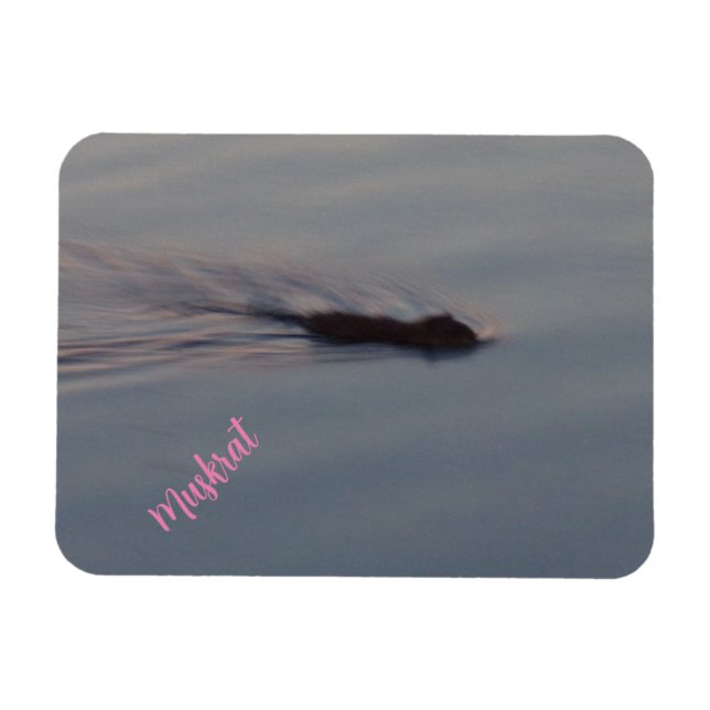 Muskrat en Minnesota imán flexible (Horizontal)