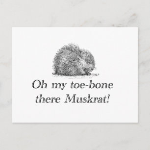 Muskrat   Tarjeta postal