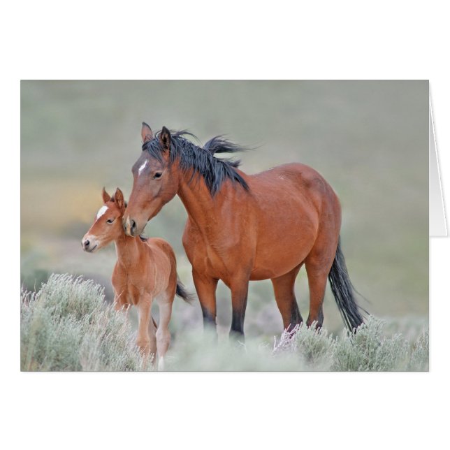 Mustang Mare Salvaje Con Colt (Anverso (Horizontal))