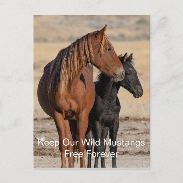 Mustangs salvajes para siempre postal (Anverso)