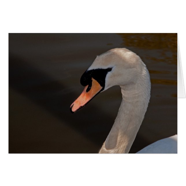 Mute Swan (Anverso (Horizontal))