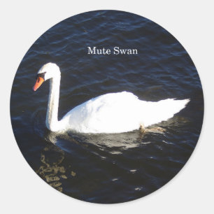 Mute Swan pegatina