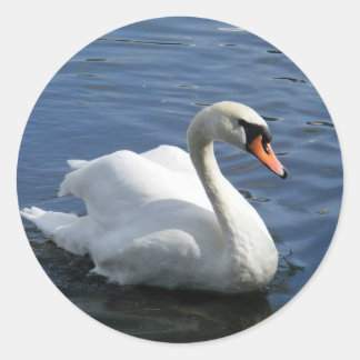 Mute Swan Pegatina