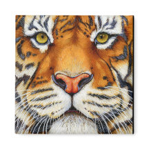 Muy cerca - El imán tigre siberiano