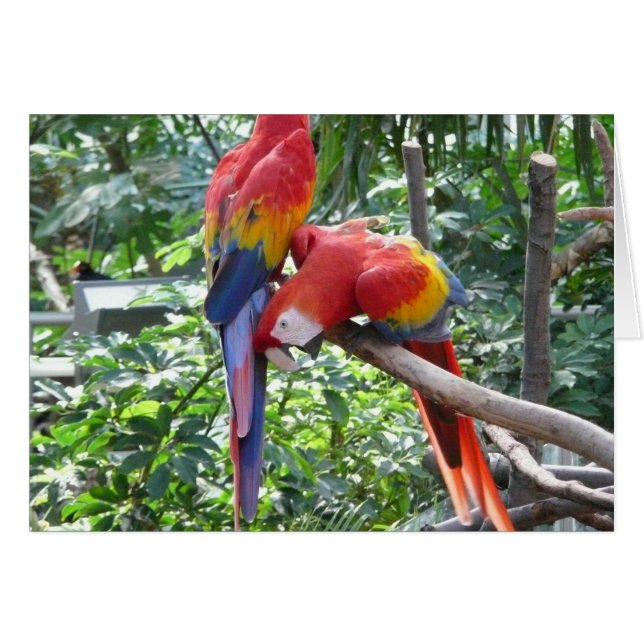 Muy gracioso - macaw (Anverso (Horizontal))