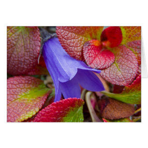 N.A., EE.UU., Alaska.  Bluebell en la tundra en