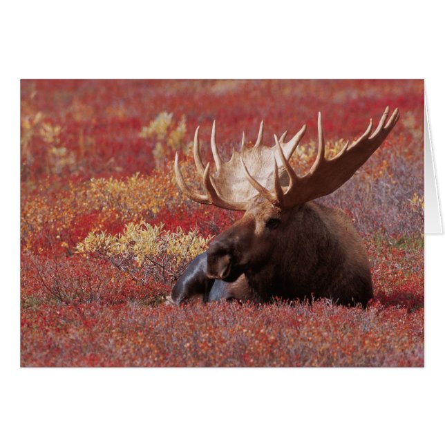 N.A., EE. UU., Alaska, Parque Nacional Denali, Tor (Anverso (Horizontal))