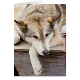 N.A., EE. UU., Alaska. Perros de trineo Husky