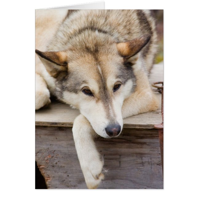 N.A., EE. UU., Alaska. Perros de trineo Husky (Frente)