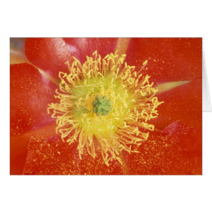 N.A., EE.UU., Arizona, Casa Grande, NM, Desierto