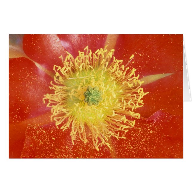 N.A., EE.UU., Arizona, Casa Grande, NM, Desierto (Anverso (Horizontal))