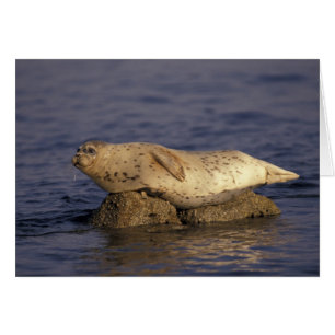 N.A., EE. UU., California, Monterey. Foca común