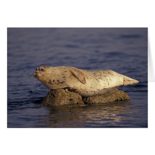 N.A., EE. UU., California, Monterey.  Foca común (Anverso (Horizontal))