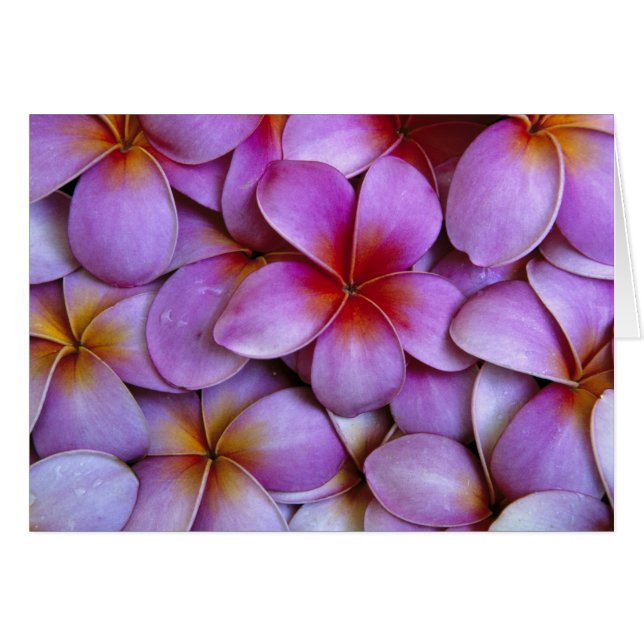 N.A., EE. UU., Maui, Hawái. Flores de Plumeria ros (Anverso (Horizontal))