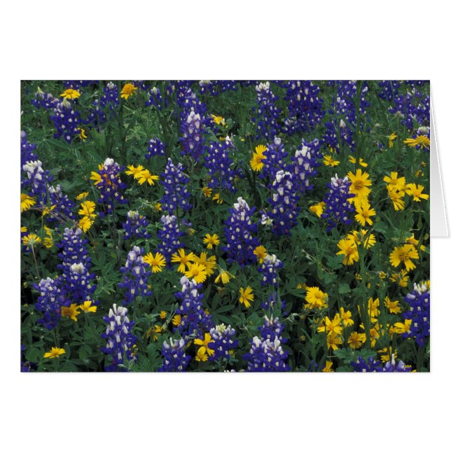 N.A, EE. UU., Texas, Marble Falls, Blue Bonnets (Anverso (Horizontal))