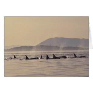 N.A., EE.UU., Washington, Islas San Juan Orca