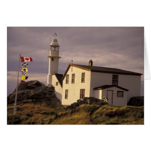 NA, Canadá, Terranova, Lobster Cove. Lobo