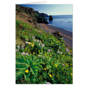 NA, EE. UU., Alaska, Islas Semidi, Flores silvestr