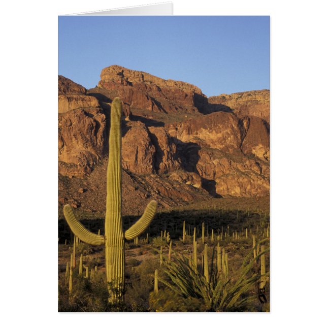 NA, EE.UU., Arizona. Cactus (Frente)