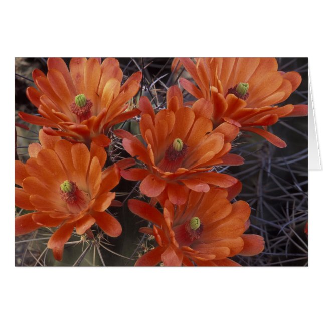 NA, EE. UU., Arizona, San Xavier. Cactus Copa de C (Anverso (Horizontal))