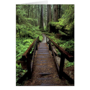 NA, EE. UU., California, Jedidiah Smith Redwoods