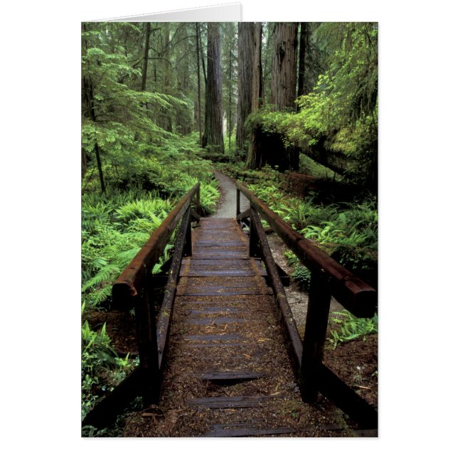 NA, EE. UU., California, Jedidiah Smith Redwoods (Frente)