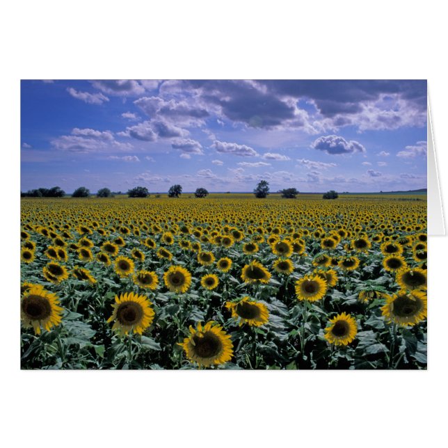 NA, EE.UU., Kansas, cultivo de girasol (Anverso (Horizontal))