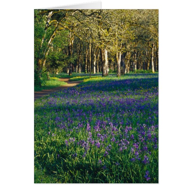 NA, EE.UU., Oregón, Salem. Campo y campo 3 (Frente)