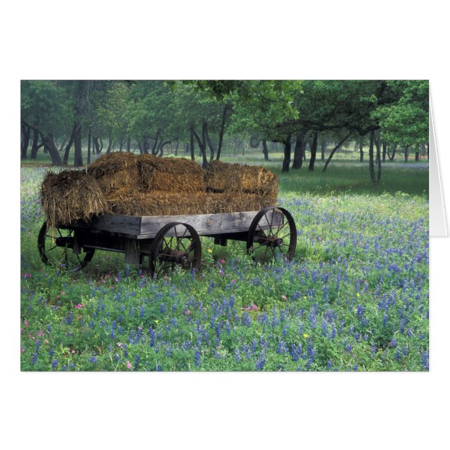 NA, EE. UU., Texas, al este de Devine, Viejo vagón (Anverso (Horizontal))