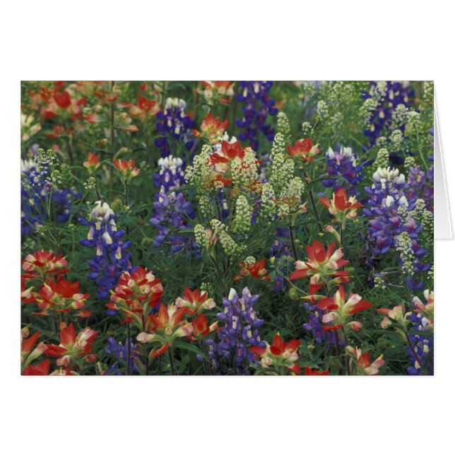NA, EE. UU., Texas, cerca de Marble Falls, Pincel (Anverso (Horizontal))
