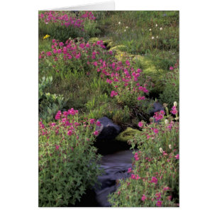 NA, EE.UU., Washington, Monte Rainier NP, Pink