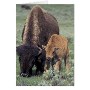 NA, EE. UU., Wyoming, Parque Nacional Yellowstone.