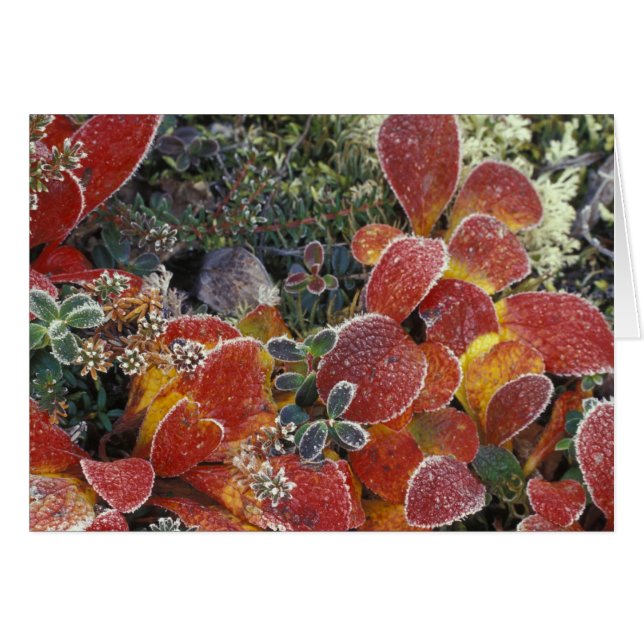 NA, EEUU, Alaska. Parque nacional Denali. Bearberr (Anverso (Horizontal))