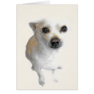 Nacho, la tarjeta blanca de Chihuahua